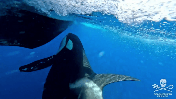 Convivial Conservation — Participatory Immersive research for bio-cultural future transitions.
